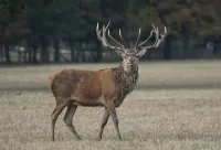 Wildunfälle sind keine Seltenheit, sondern ein Massenphänomen. Foto: HUK-COBURG Wildunfall: Wo Hirsch und Co. die Straße queren