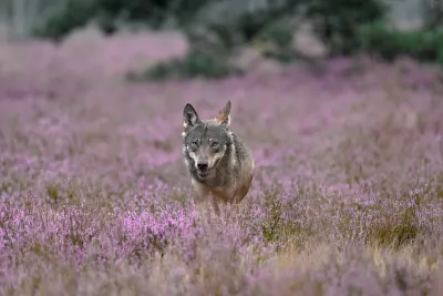 Tag des Wolfes: Informationsveranstaltung der Superlative in Wittenberg