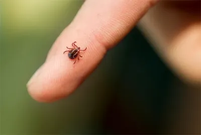 Zecken leben im Gras, im Unterholz oder auf Sträuchern und warten dort auf Menschen und Tiere. Gefahr im Grünen - Verbraucherinformation der ERGO Group