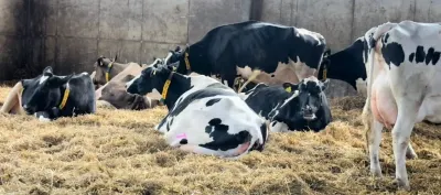 Ziel des AVA-Workshops für Tierärzte: Eine wichtige tierärztliche Controlling-Aufgabe: Gesunde Kühe durch optimierte Fütterung sicherstellen Moderne Milchkuhfütterung in der Praxis: Was muss der Tierarzt wissen?